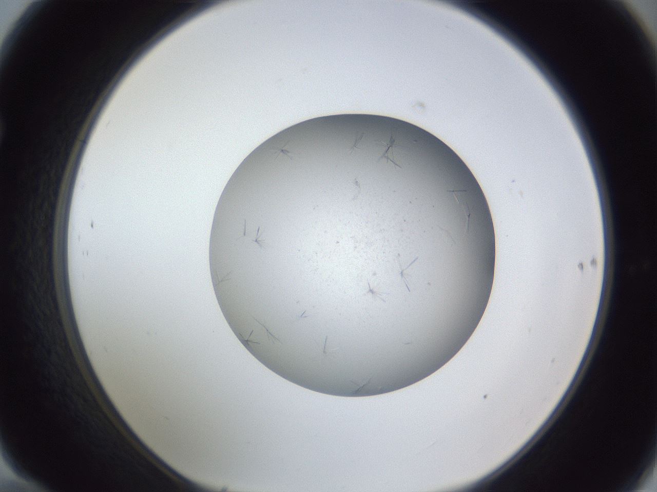 folderID326_plateID1326_batchID4493_wellNum70_profileID1_d1_r79757_ef.jpg