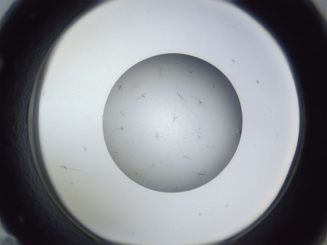 folderID326_plateID1326_batchID4493_wellNum71_profileID1_d1_r79758_ef.jpg