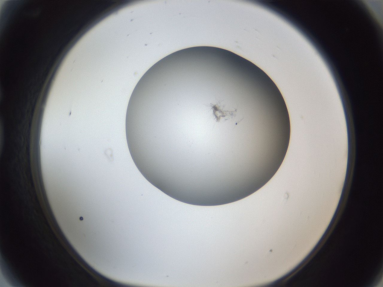 folderID326_plateID1326_batchID4493_wellNum81_profileID1_d1_r79768_ef.jpg