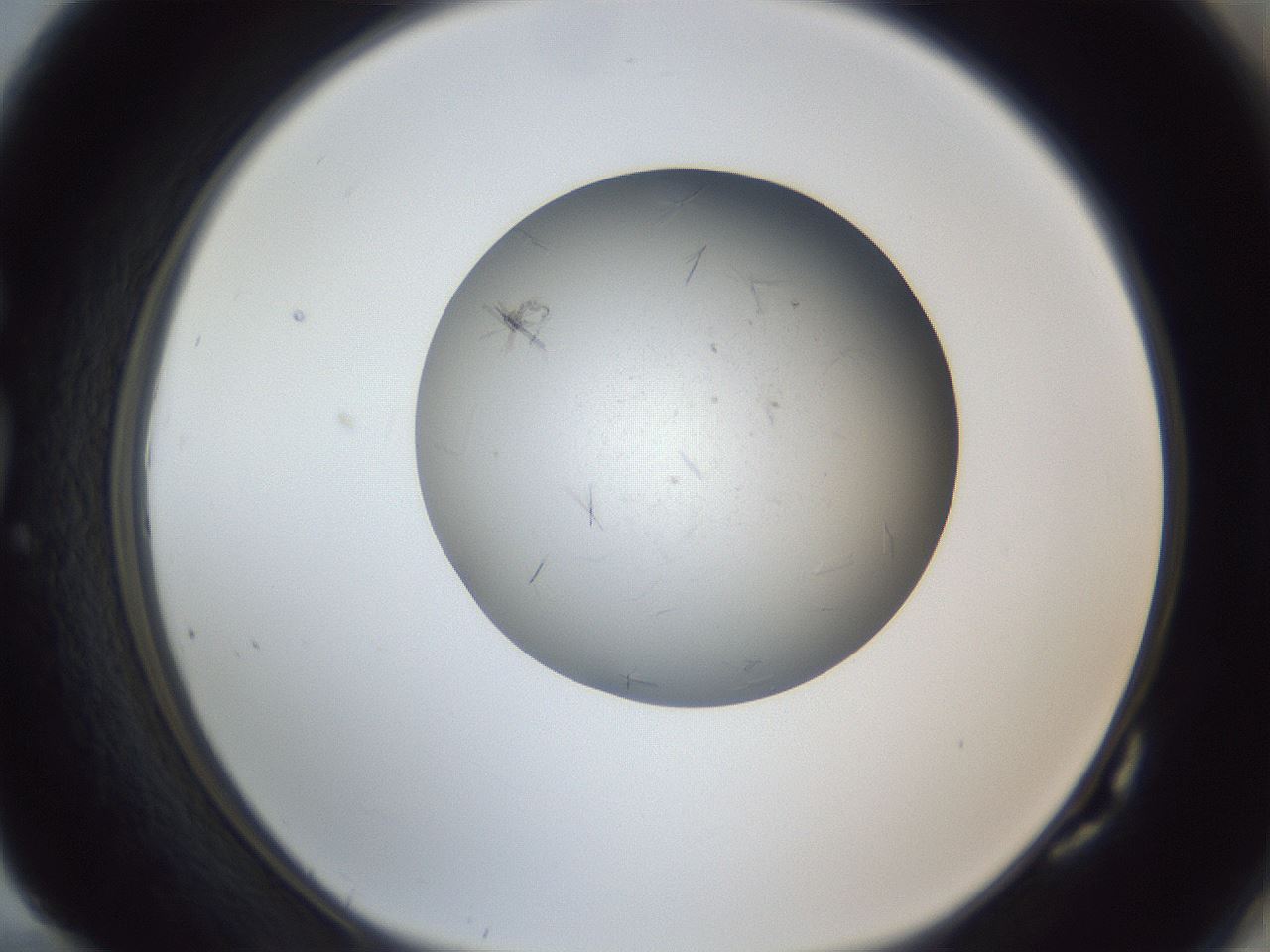 folderID326_plateID1326_batchID4493_wellNum82_profileID1_d1_r79769_ef.jpg