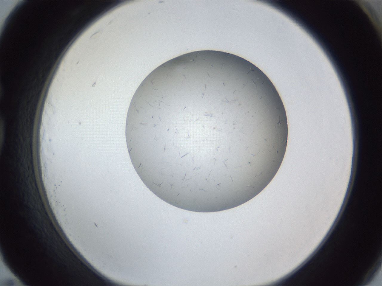 folderID326_plateID1326_batchID4493_wellNum83_profileID1_d1_r79770_ef.jpg