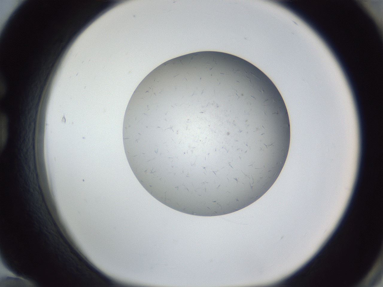 folderID326_plateID1326_batchID4493_wellNum84_profileID1_d1_r79771_ef.jpg