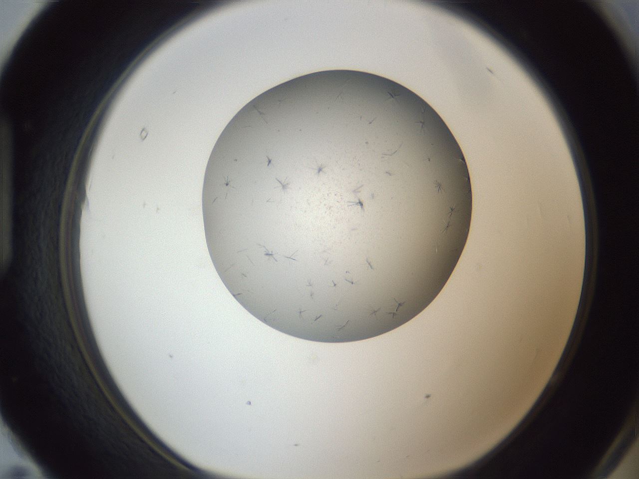 folderID326_plateID1326_batchID4493_wellNum95_profileID1_d1_r79782_ef.jpg