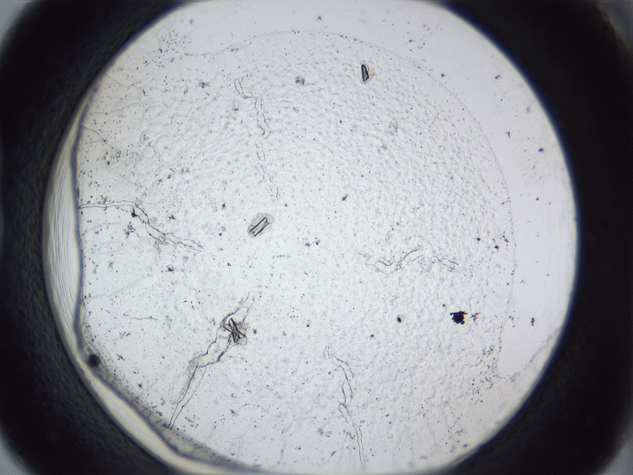 folderID341_plateID1341_batchID4589_wellNum18_profileID1_d1_r80682_ef.jpg