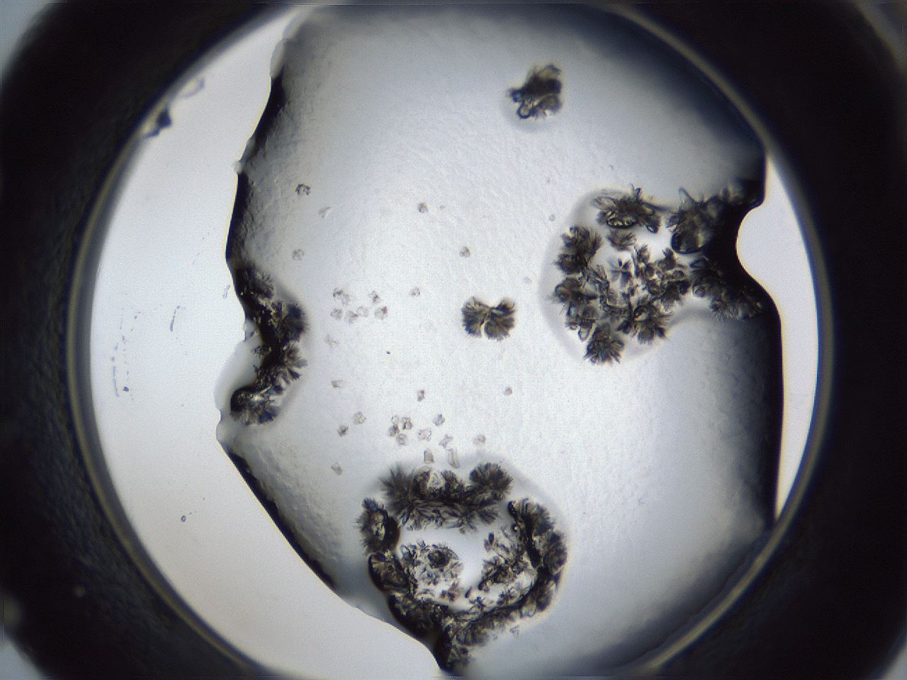 folderID341_plateID1341_batchID4589_wellNum52_profileID1_d1_r80750_ef.jpg