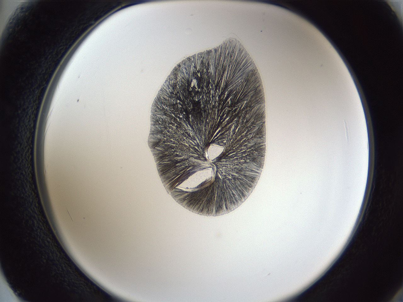 folderID341_plateID1341_batchID4589_wellNum62_profileID1_d2_r80771_ef.jpg