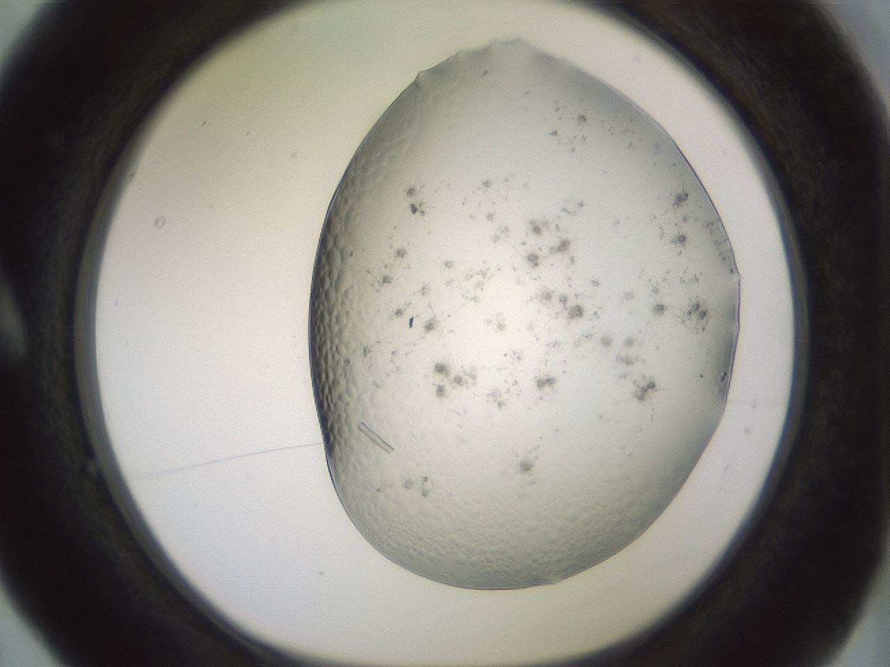 folderID343_plateID1343_batchID4599_wellNum5_profileID1_d1_r80844_ef.jpg