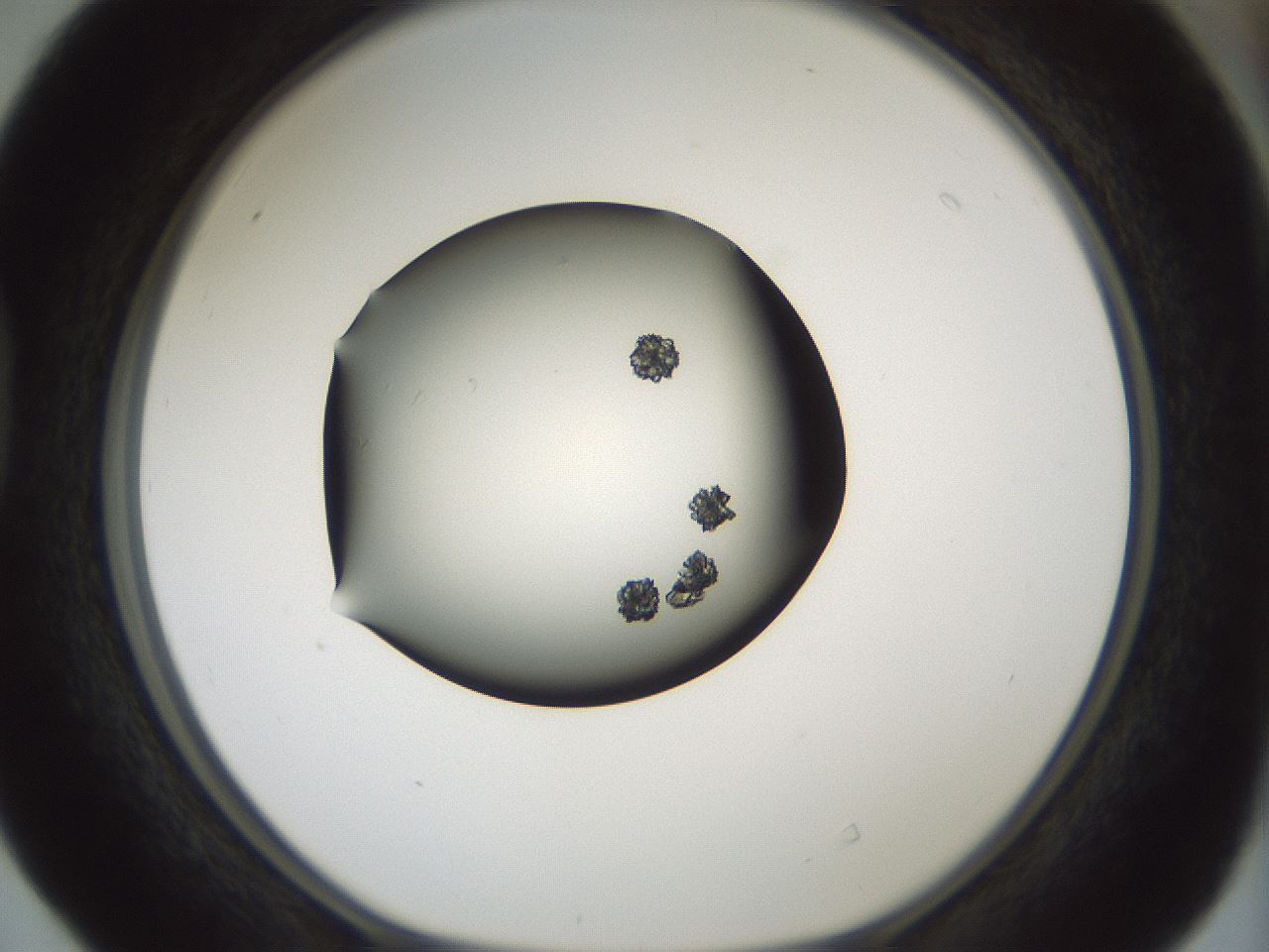 folderID349_plateID1349_batchID4704_wellNum40_profileID1_d1_r81459_ef.jpg