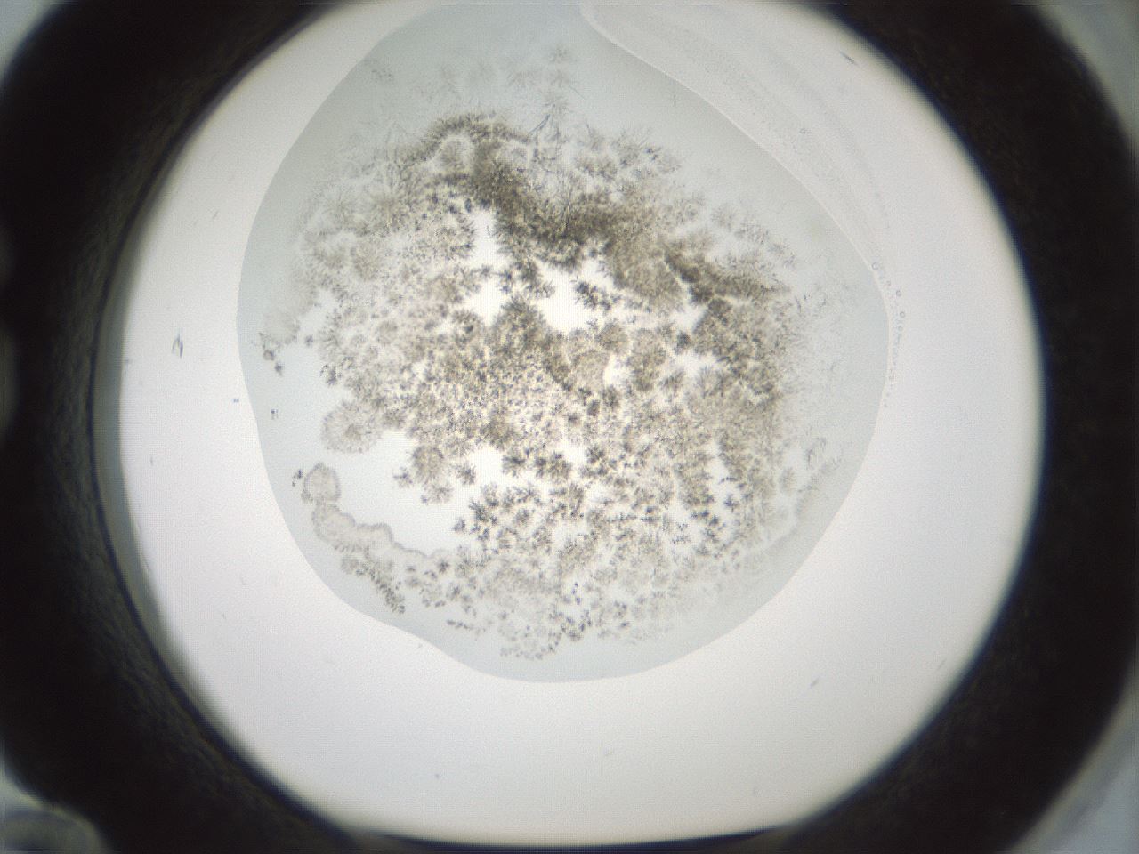 folderID349_plateID1349_batchID4704_wellNum84_profileID1_d1_r81503_ef.jpg