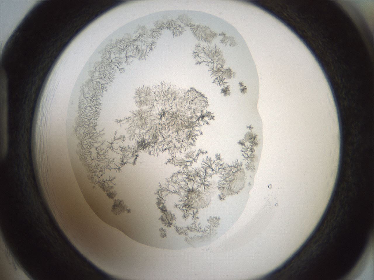 folderID349_plateID1349_batchID4704_wellNum85_profileID1_d1_r81504_ef.jpg