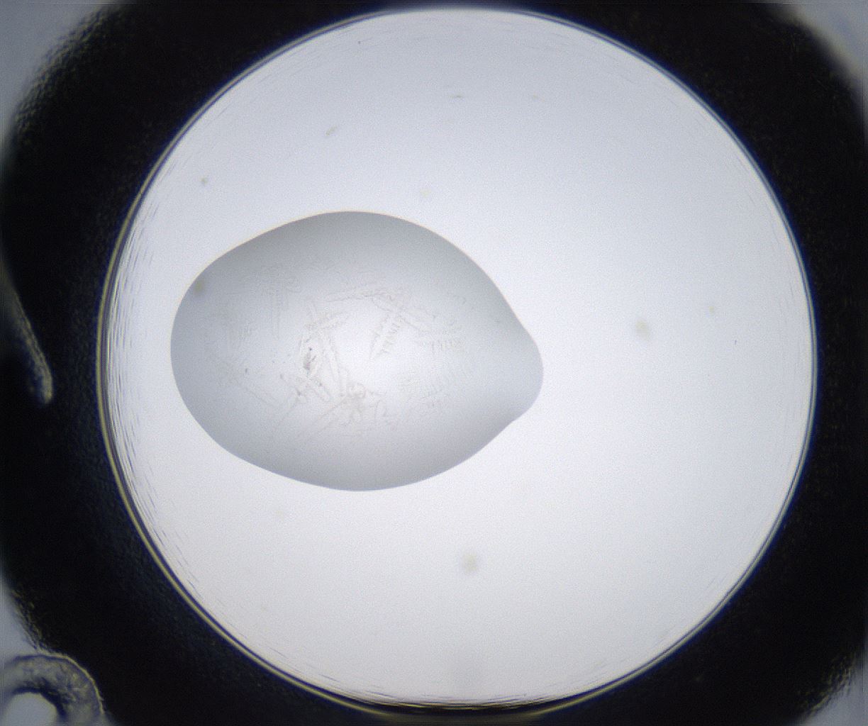 folderID349_plateID2349_batchID11067_wellNum12_profileID1_d1_r165593_ef.jpg