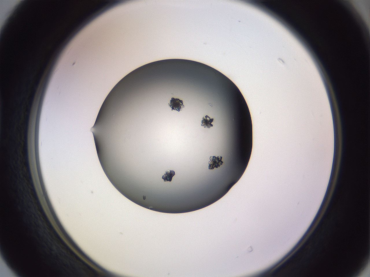 folderID350_plateID1350_batchID4705_wellNum40_profileID1_d1_r81363_ef.jpg