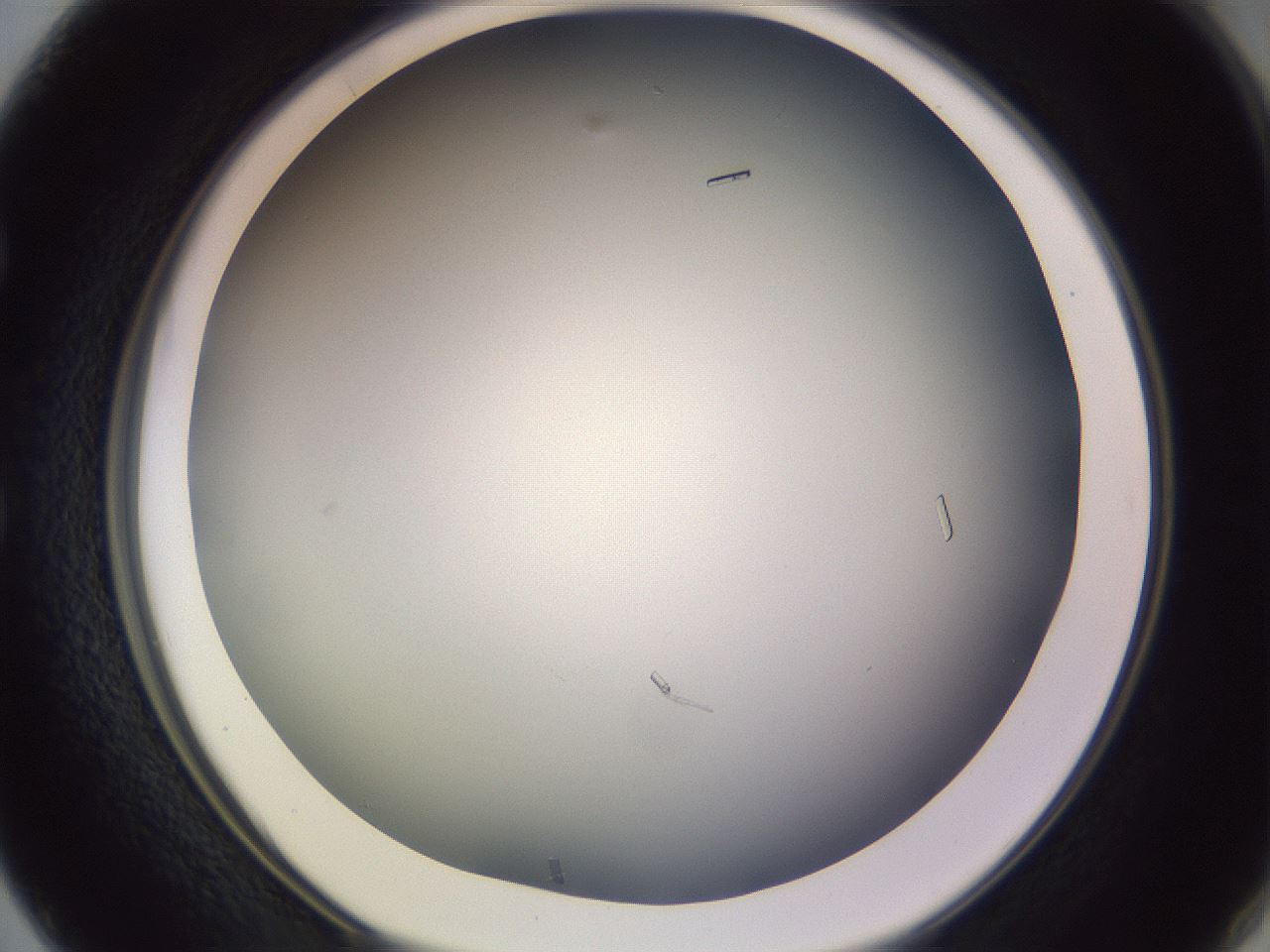 folderID351_plateID1351_batchID4706_wellNum50_profileID1_d1_r81565_ef.jpg