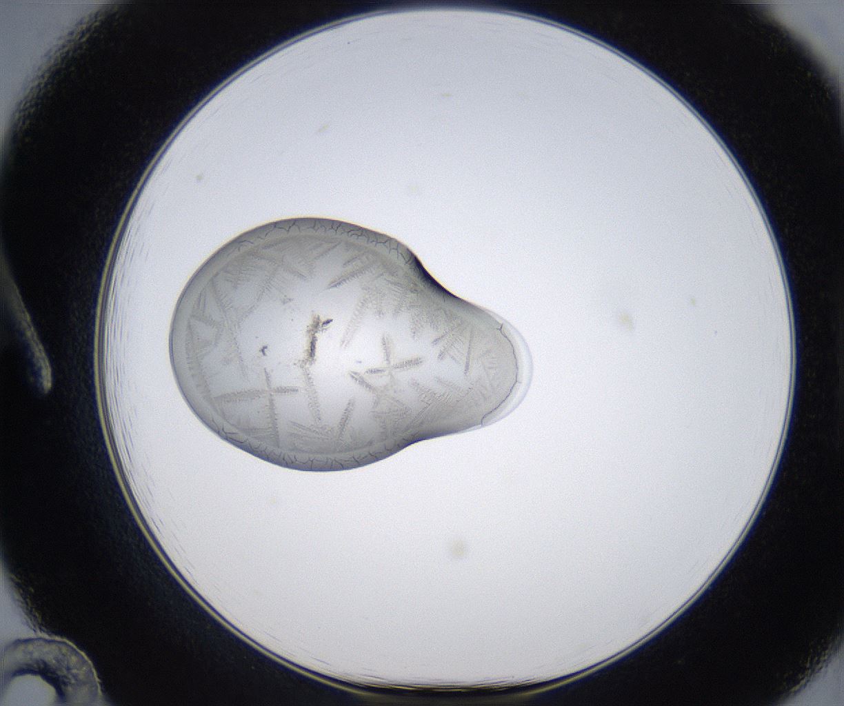 folderID351_plateID2351_batchID11072_wellNum12_profileID1_d1_r165977_ef.jpg