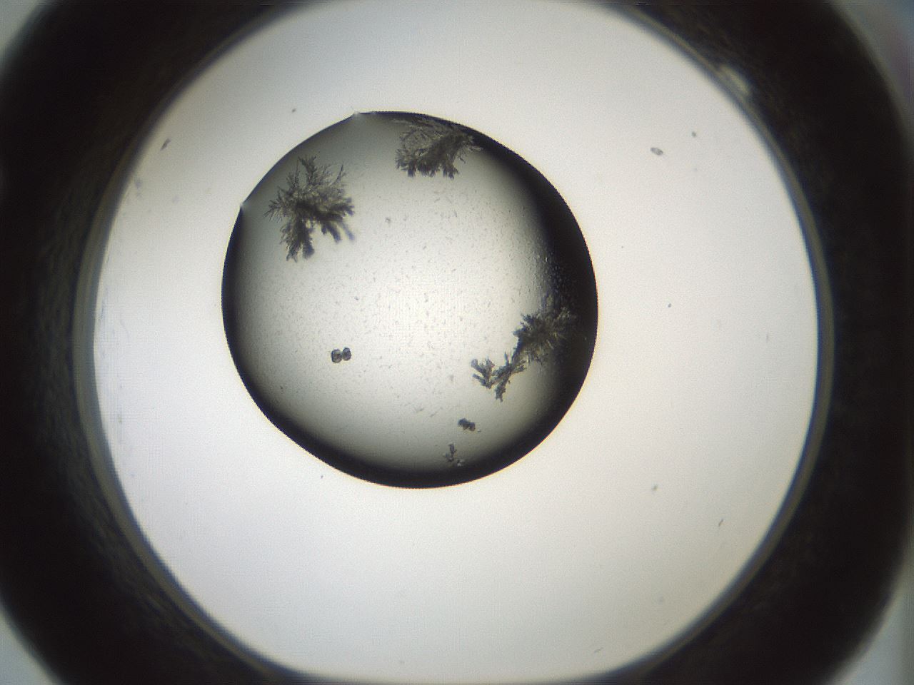 folderID352_plateID1352_batchID4709_wellNum69_profileID1_d1_r81872_ef.jpg