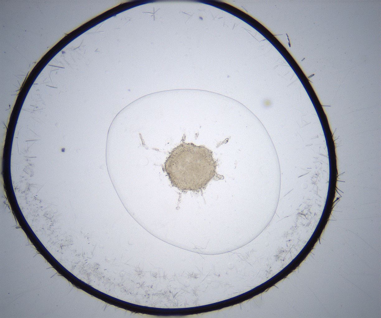 folderID357_plateID2357_batchID11083_wellNum10_profileID1_d1_r167605_ef.jpg