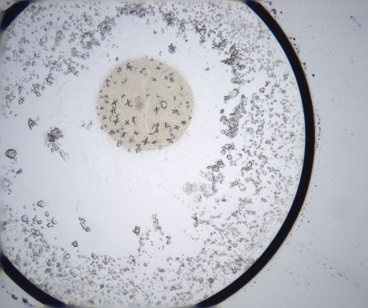 folderID357_plateID2357_batchID11083_wellNum26_profileID1_d1_r167637_ef.jpg