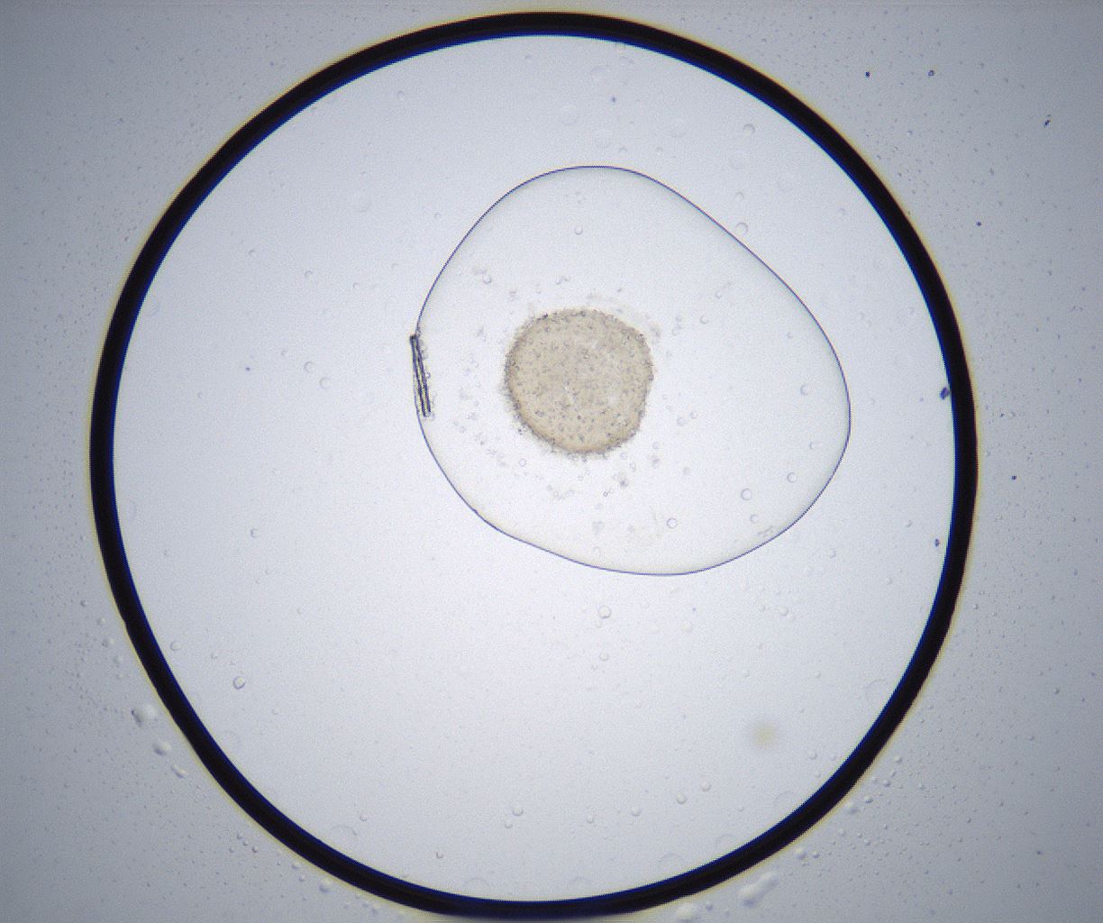 folderID357_plateID2357_batchID11083_wellNum32_profileID1_d1_r167649_ef.jpg