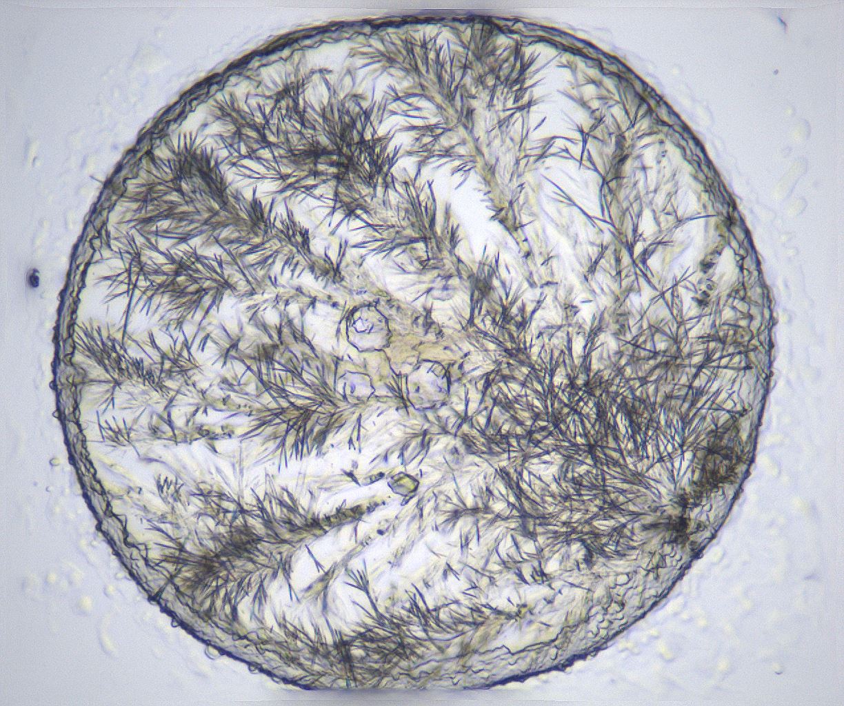 folderID357_plateID2357_batchID11083_wellNum47_profileID1_d1_r167679_ef.jpg