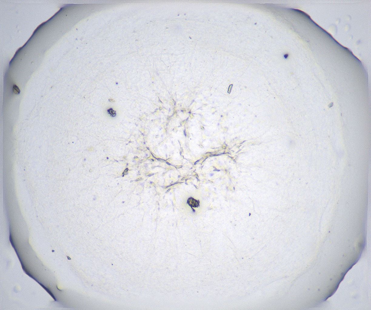 folderID357_plateID2357_batchID11083_wellNum48_profileID1_d1_r167681_ef.jpg