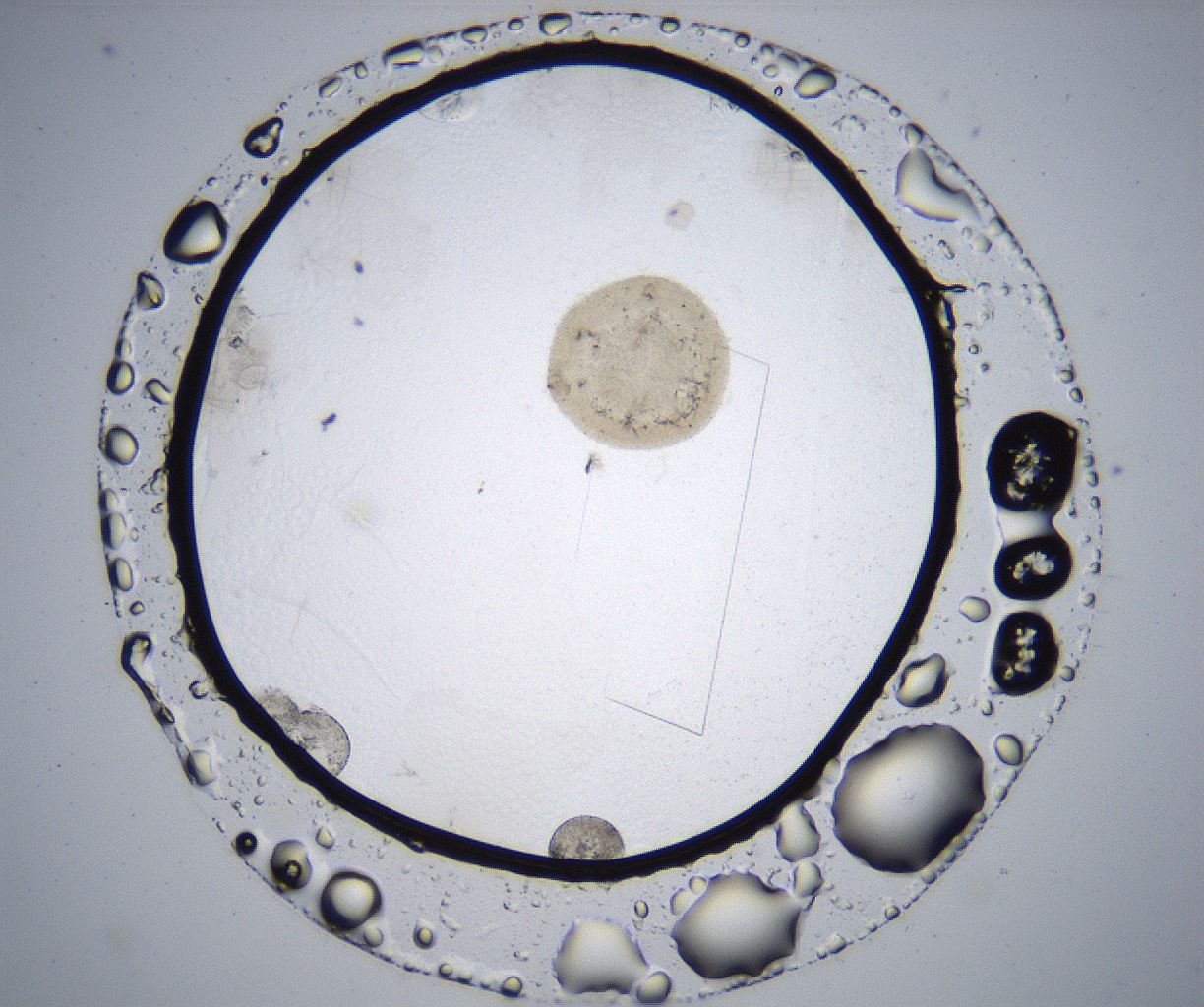 folderID357_plateID2357_batchID11083_wellNum50_profileID1_d1_r167685_ef.jpg