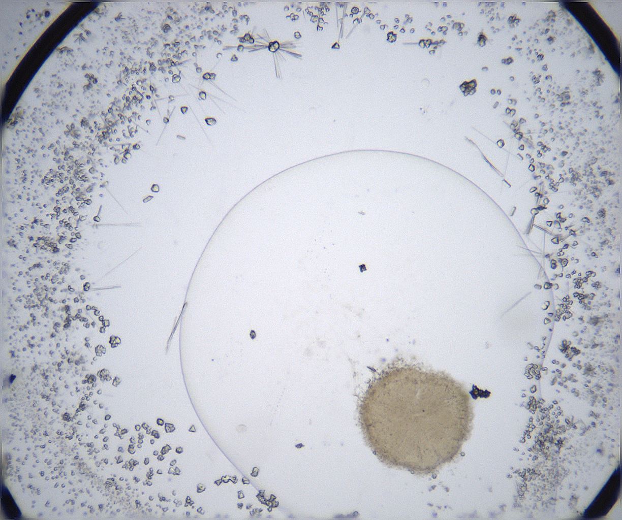 folderID357_plateID2357_batchID11083_wellNum6_profileID1_d1_r167597_ef.jpg