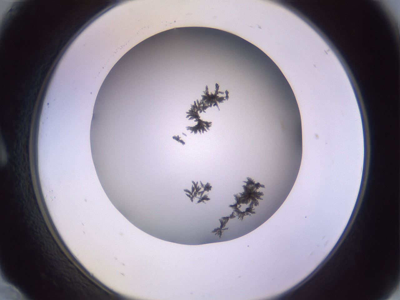 folderID348_plateID1348_batchID4703_wellNum10_profileID1_d1_r81141_ef.jpg