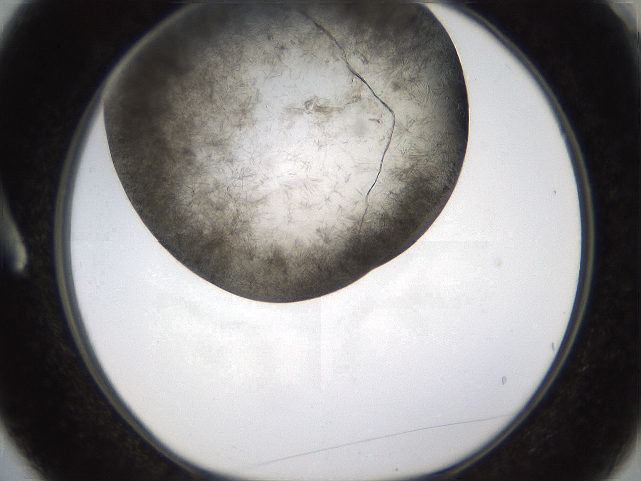 folderID360_plateID1360_batchID4724_wellNum3_profileID1_d1_r82482_ef.jpg