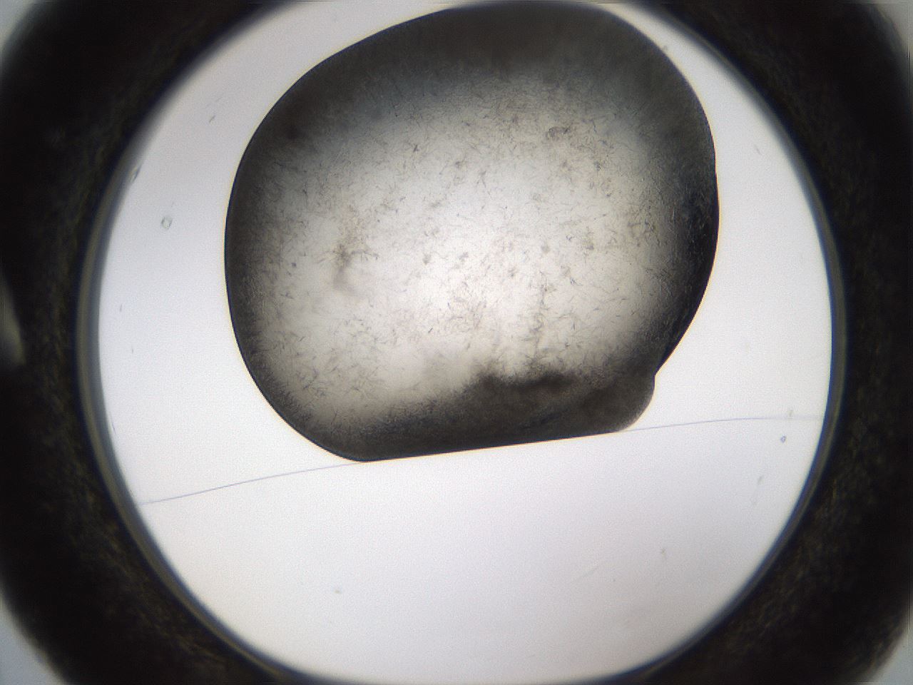 folderID360_plateID1360_batchID4724_wellNum5_profileID1_d1_r82484_ef.jpg