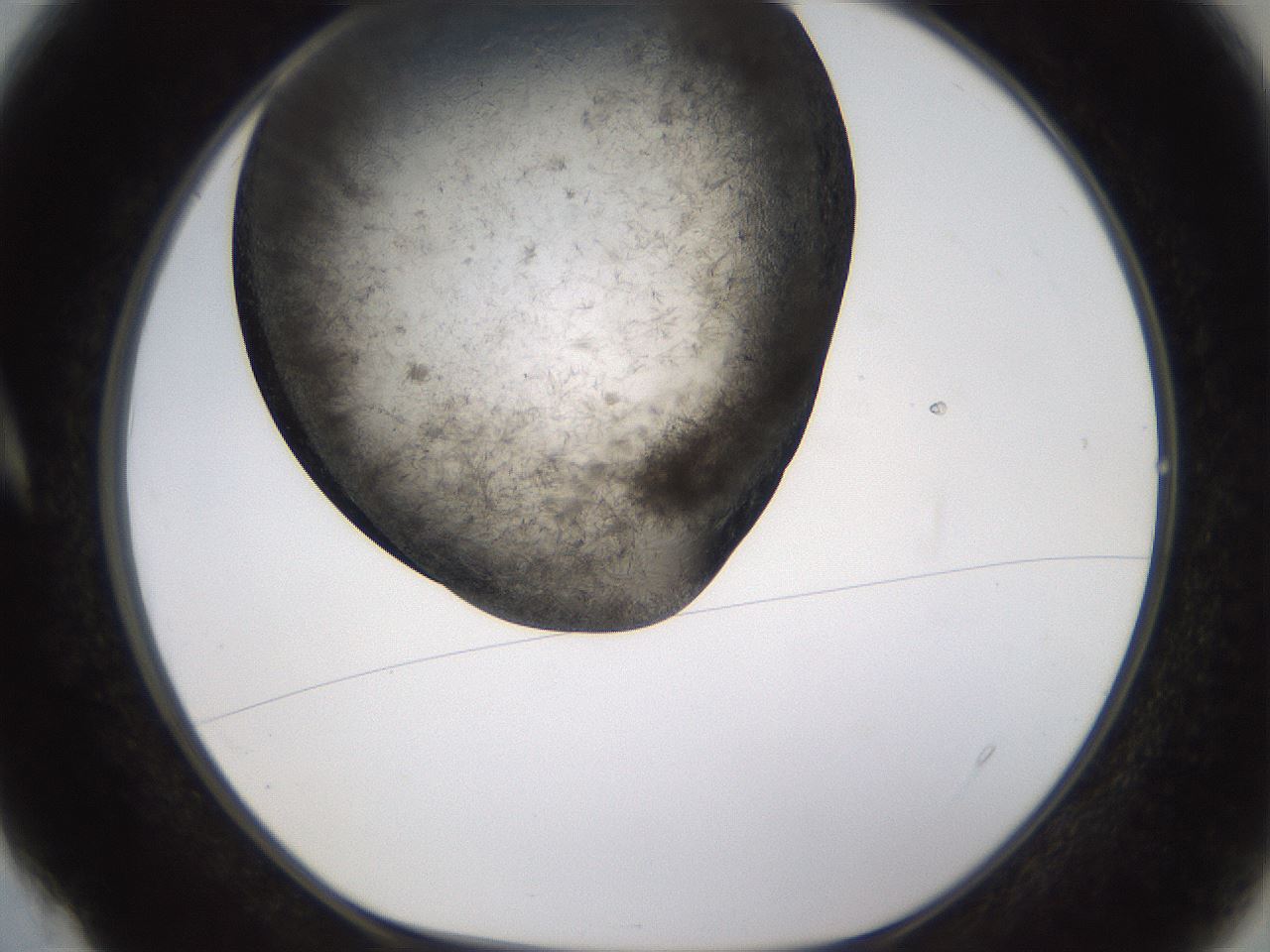 folderID361_plateID1361_batchID4723_wellNum4_profileID1_d1_r82387_ef.jpg