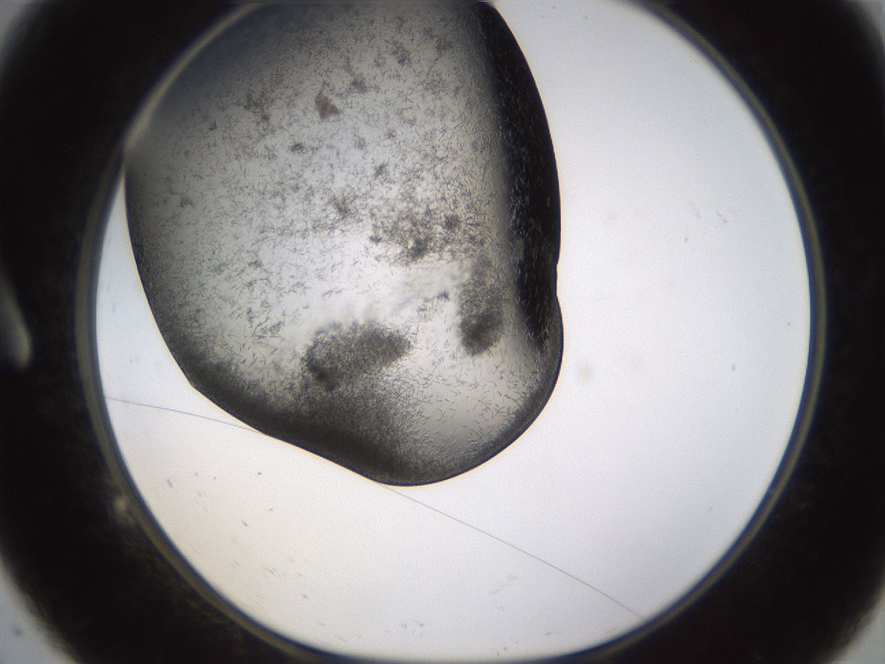 folderID361_plateID1361_batchID4723_wellNum9_profileID1_d1_r82392_ef.jpg