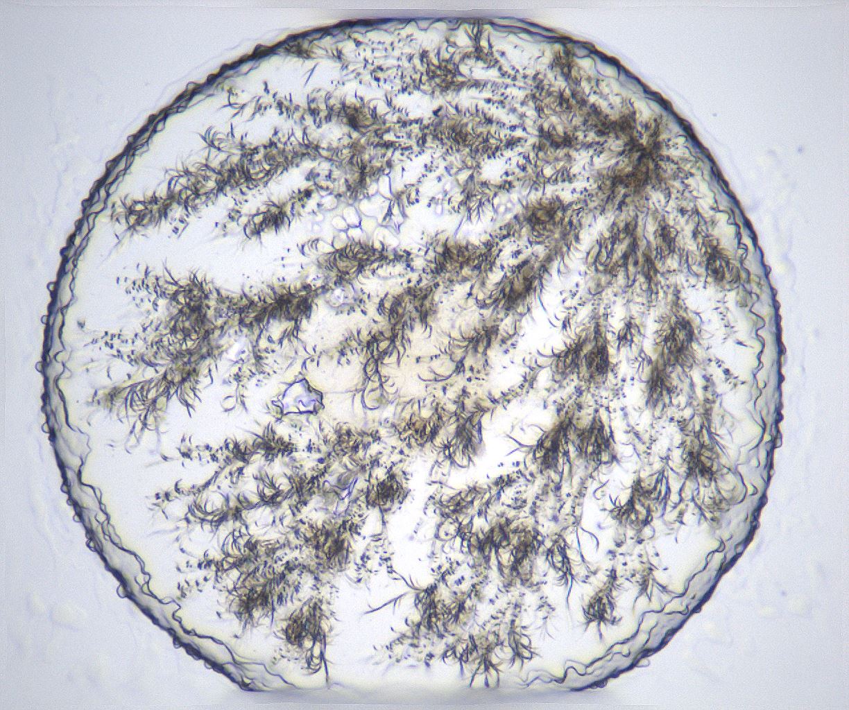 folderID357_plateID2357_batchID11083_wellNum95_profileID1_d1_r167775_ef.jpg