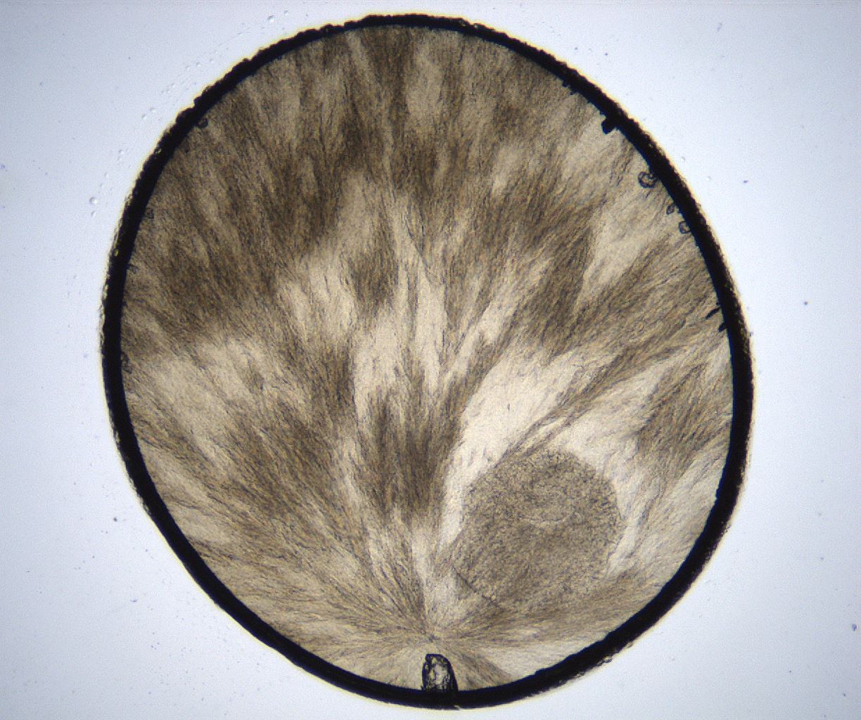 folderID358_plateID2358_batchID11080_wellNum2_profileID1_d1_r167973_ef.jpg