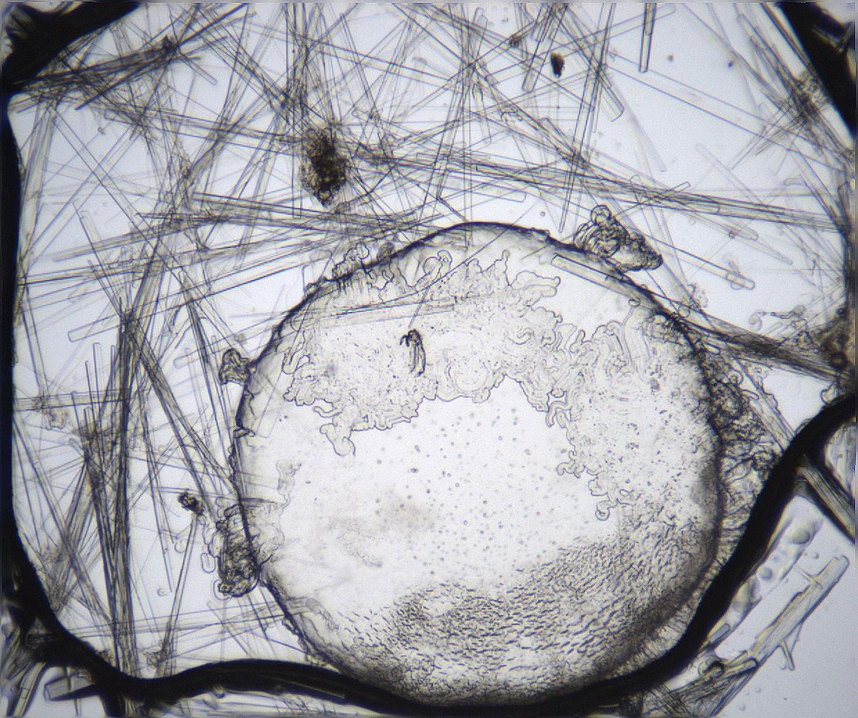 folderID358_plateID2358_batchID11080_wellNum6_profileID1_d1_r167981_ef.jpg