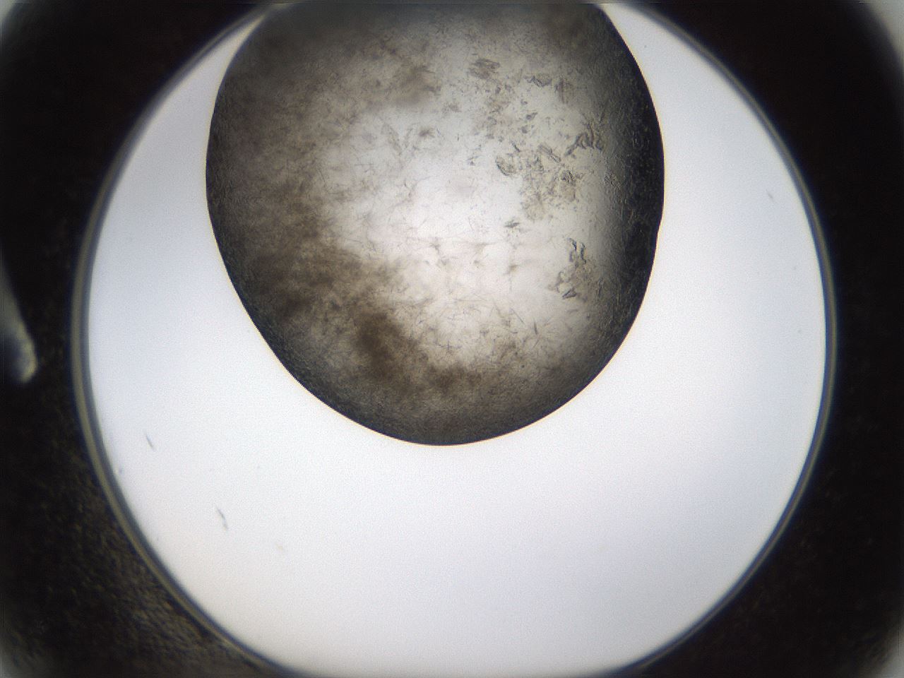 folderID360_plateID1360_batchID4724_wellNum2_profileID1_d1_r82481_ef.jpg