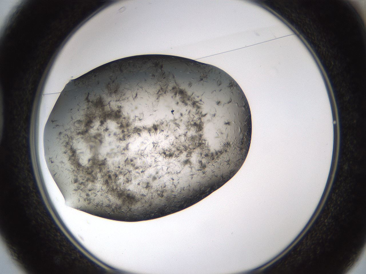 folderID360_plateID1360_batchID4724_wellNum37_profileID1_d1_r82516_ef.jpg