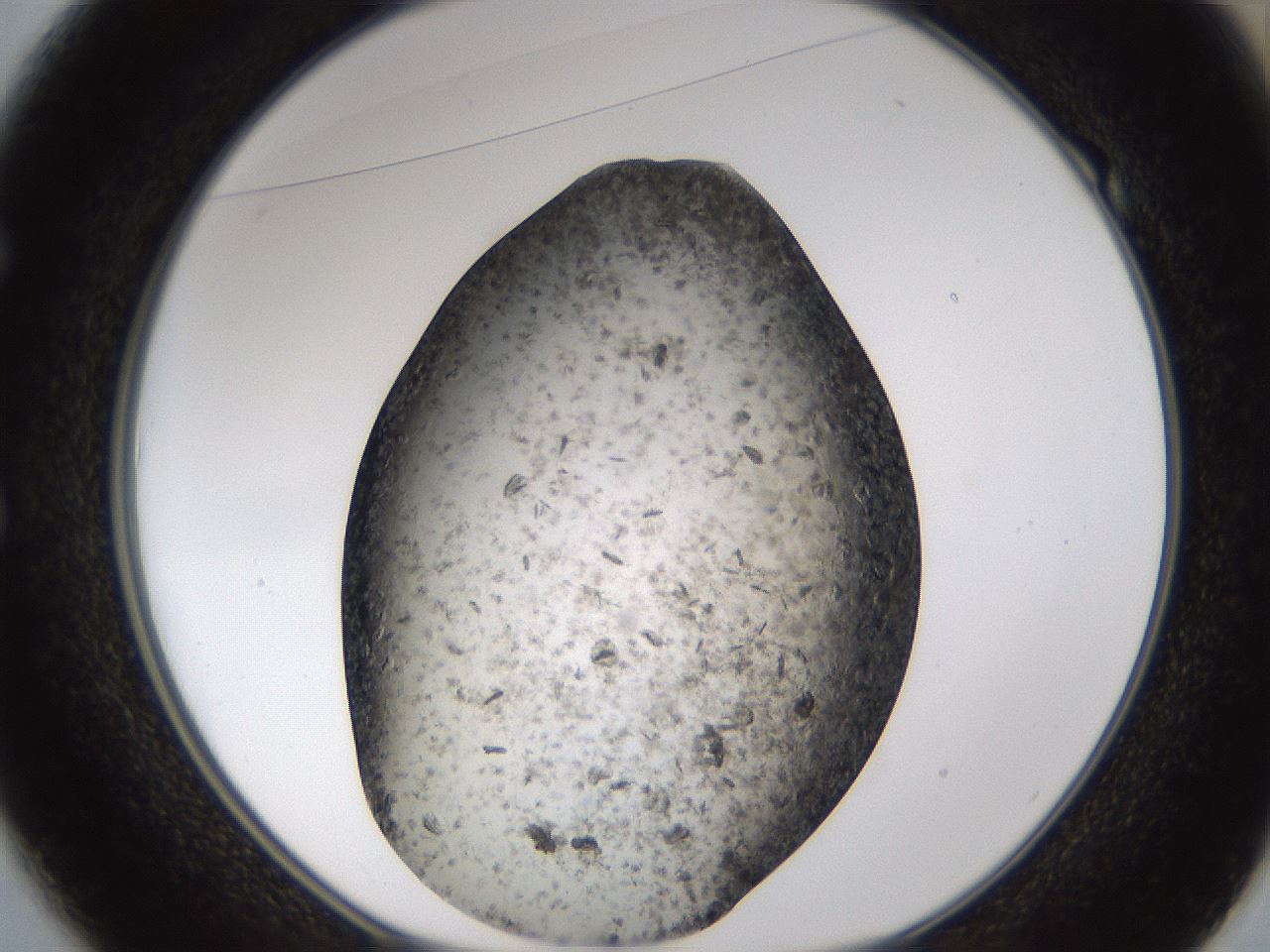 folderID360_plateID1360_batchID4724_wellNum49_profileID1_d1_r82528_ef.jpg