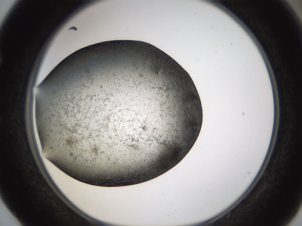 folderID360_plateID1360_batchID4724_wellNum52_profileID1_d1_r82531_ef.jpg