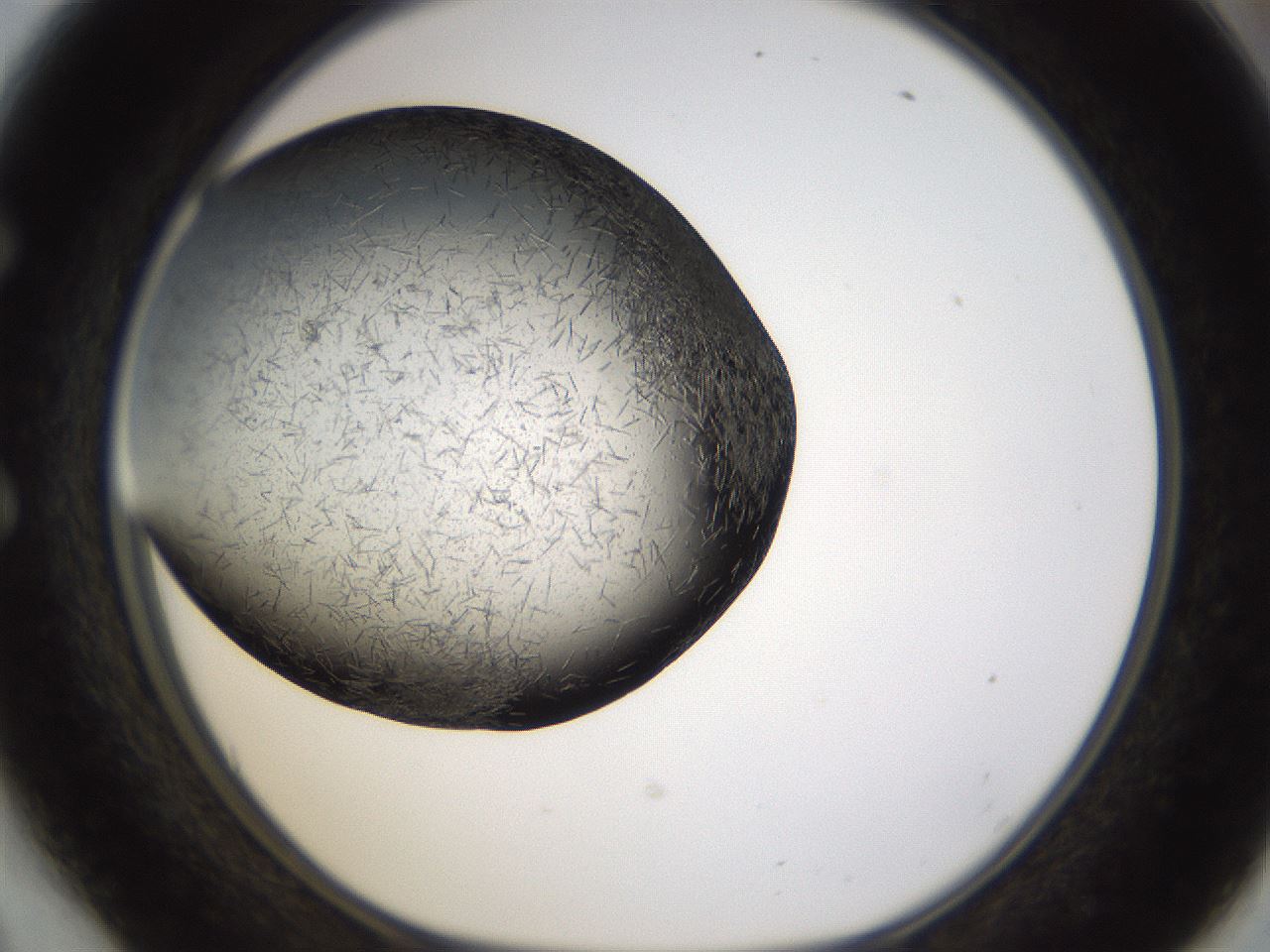 folderID360_plateID1360_batchID4724_wellNum54_profileID1_d1_r82533_ef.jpg