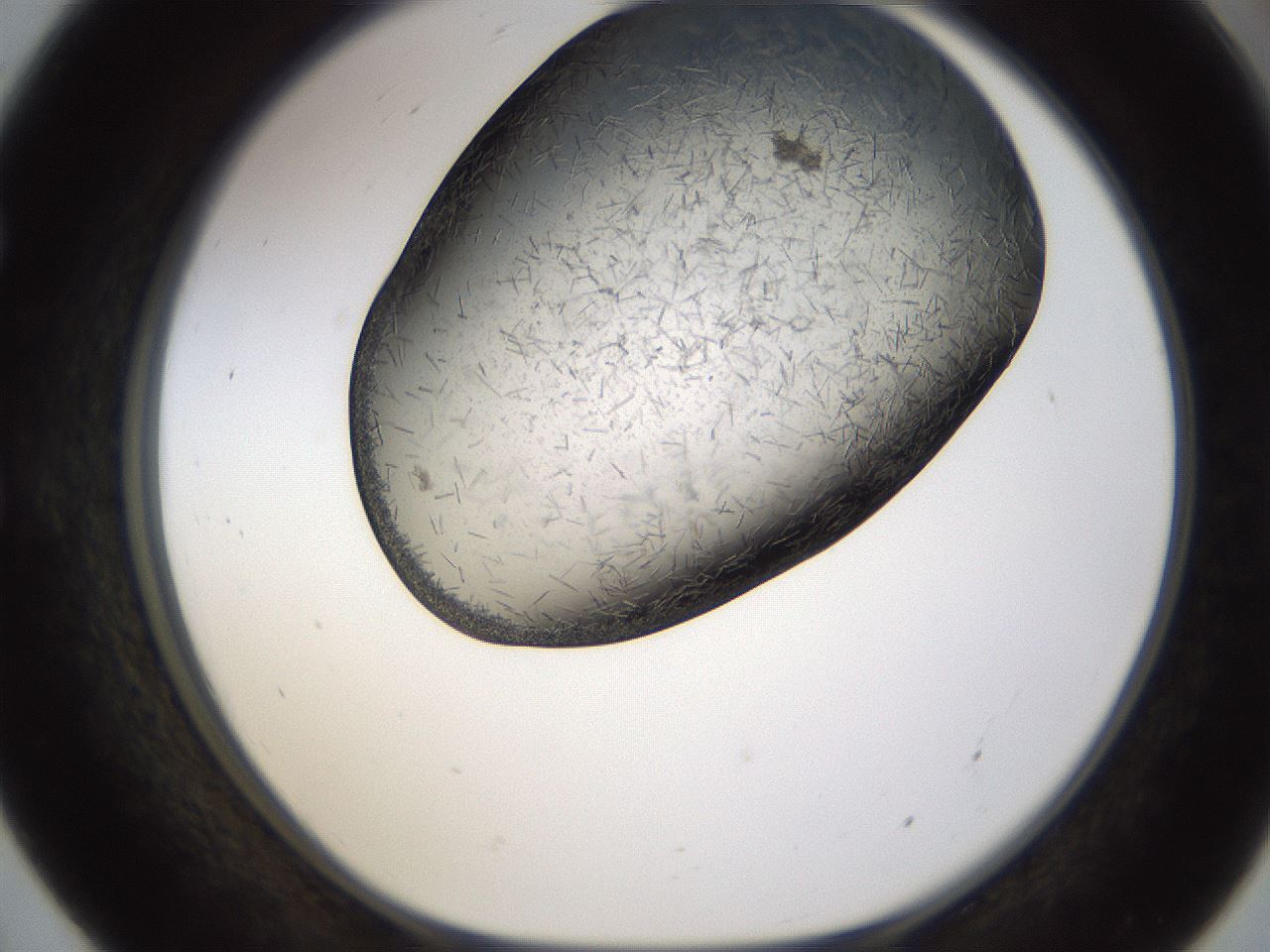 folderID360_plateID1360_batchID4724_wellNum55_profileID1_d1_r82534_ef.jpg