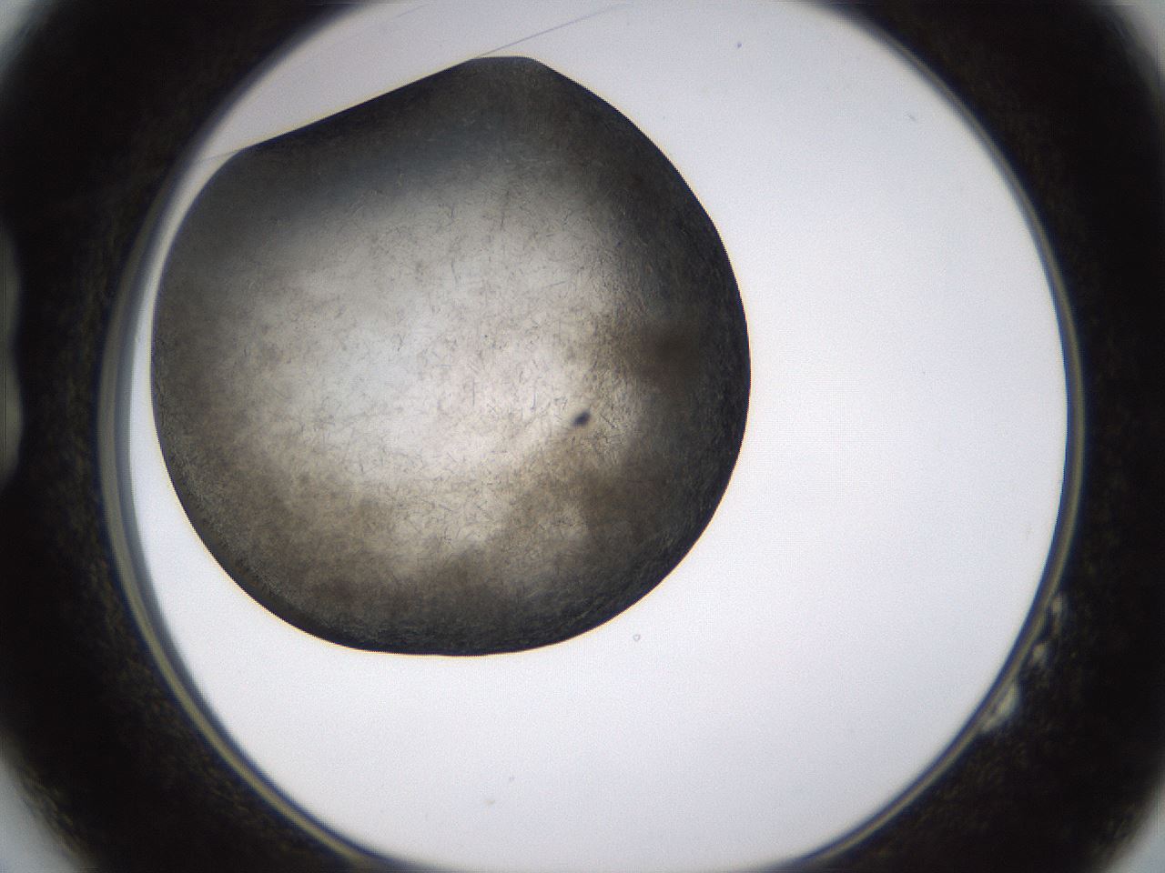 folderID361_plateID1361_batchID4723_wellNum14_profileID1_d1_r82397_ef.jpg