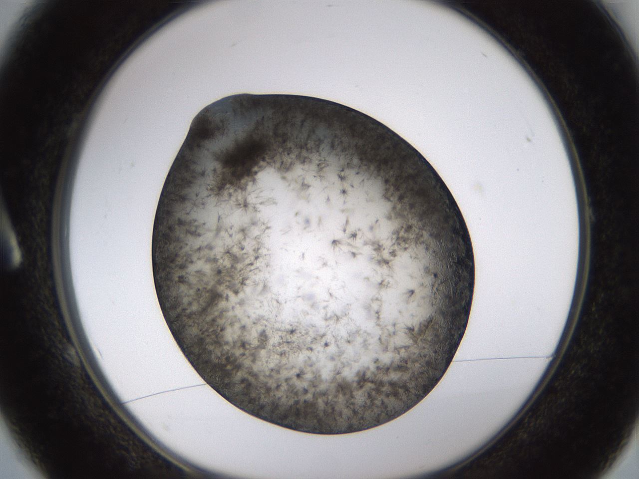 folderID361_plateID1361_batchID4723_wellNum1_profileID1_d1_r82384_ef.jpg