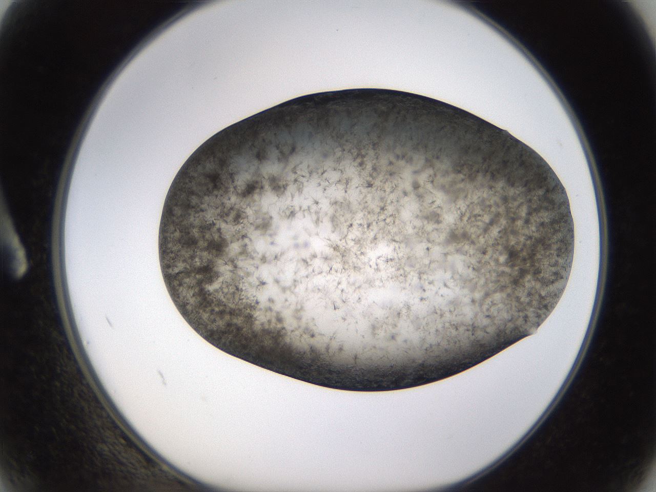 folderID361_plateID1361_batchID4723_wellNum2_profileID1_d1_r82385_ef.jpg