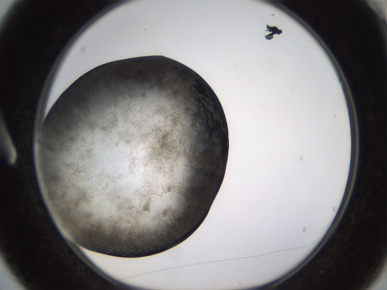folderID361_plateID1361_batchID4723_wellNum3_profileID1_d1_r82386_ef.jpg