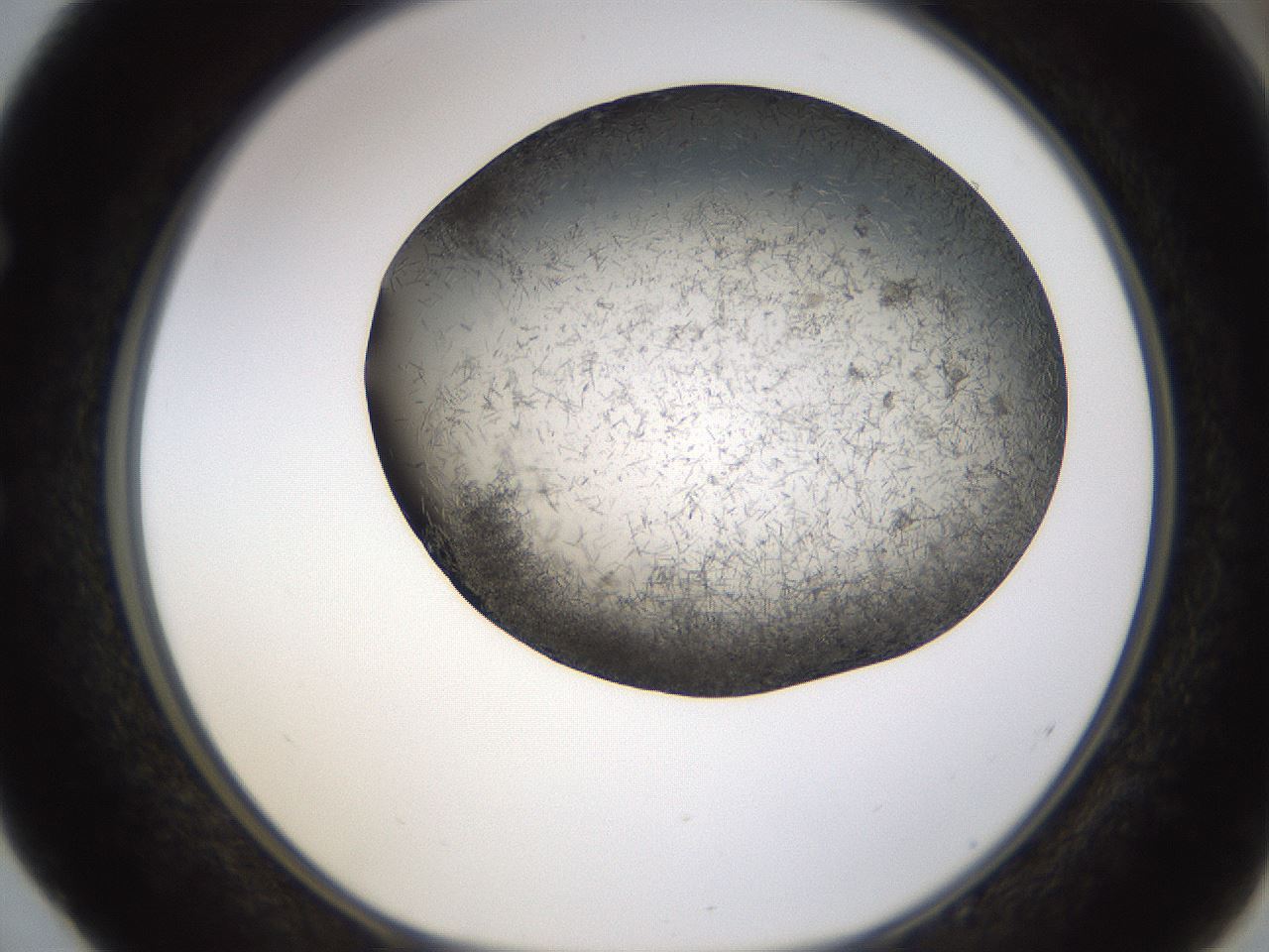 folderID361_plateID1361_batchID4723_wellNum52_profileID1_d1_r82435_ef.jpg