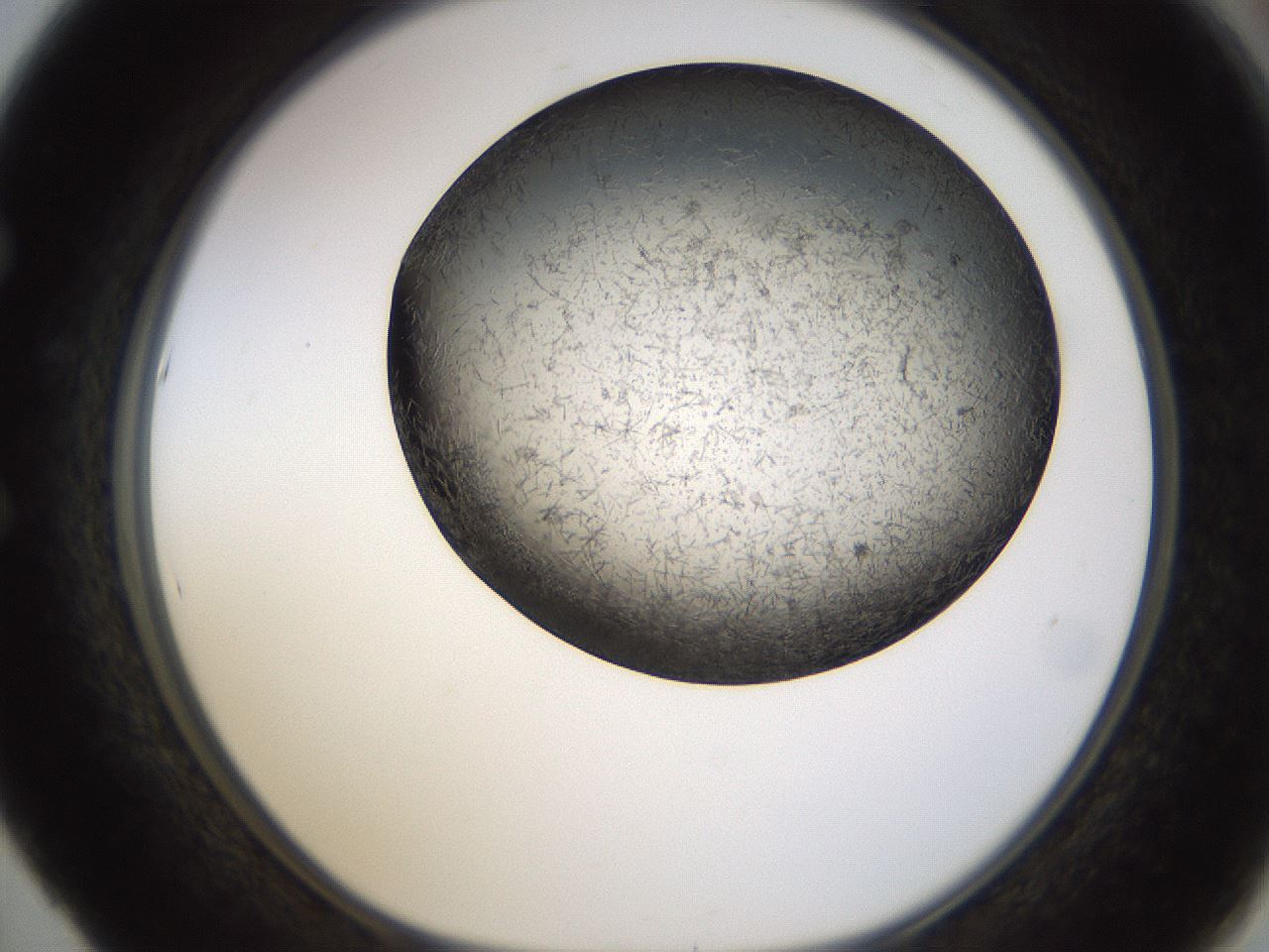 folderID361_plateID1361_batchID4723_wellNum53_profileID1_d1_r82436_ef.jpg
