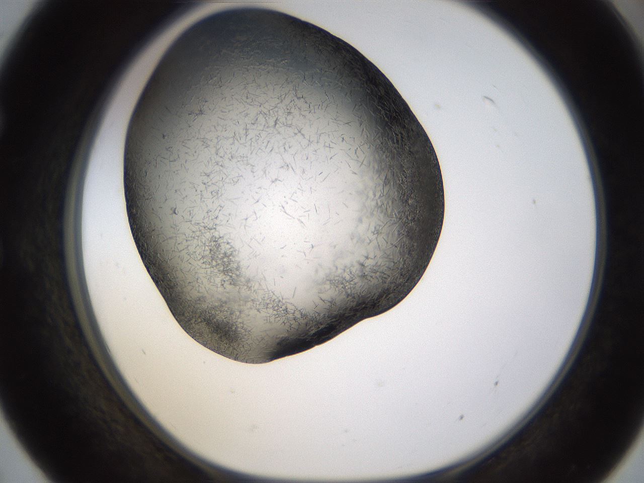 folderID361_plateID1361_batchID4723_wellNum55_profileID1_d1_r82438_ef.jpg