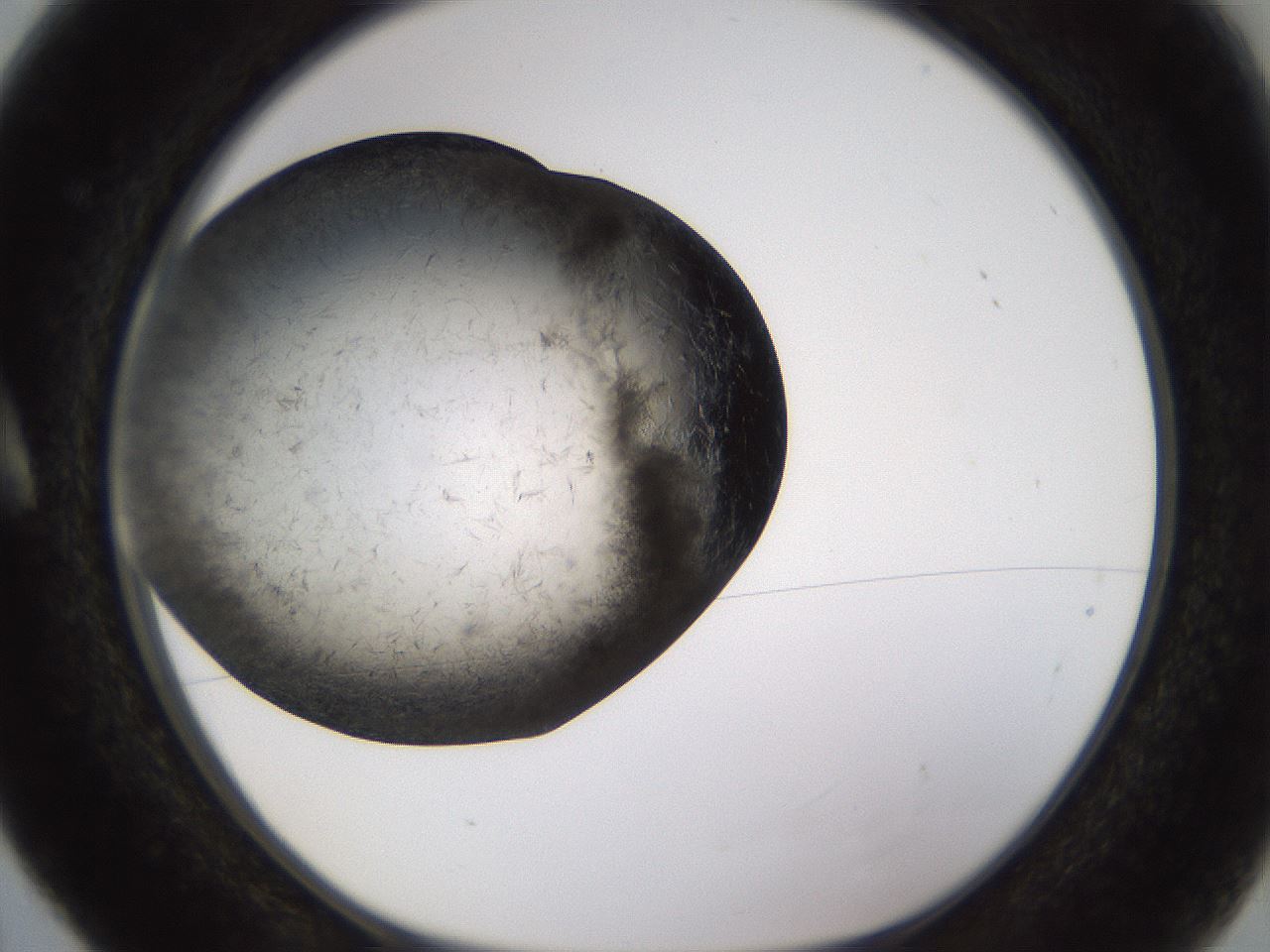 folderID361_plateID1361_batchID4723_wellNum5_profileID1_d1_r82388_ef.jpg