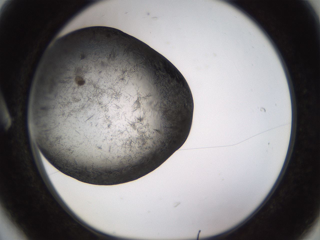folderID361_plateID1361_batchID4723_wellNum6_profileID1_d1_r82389_ef.jpg