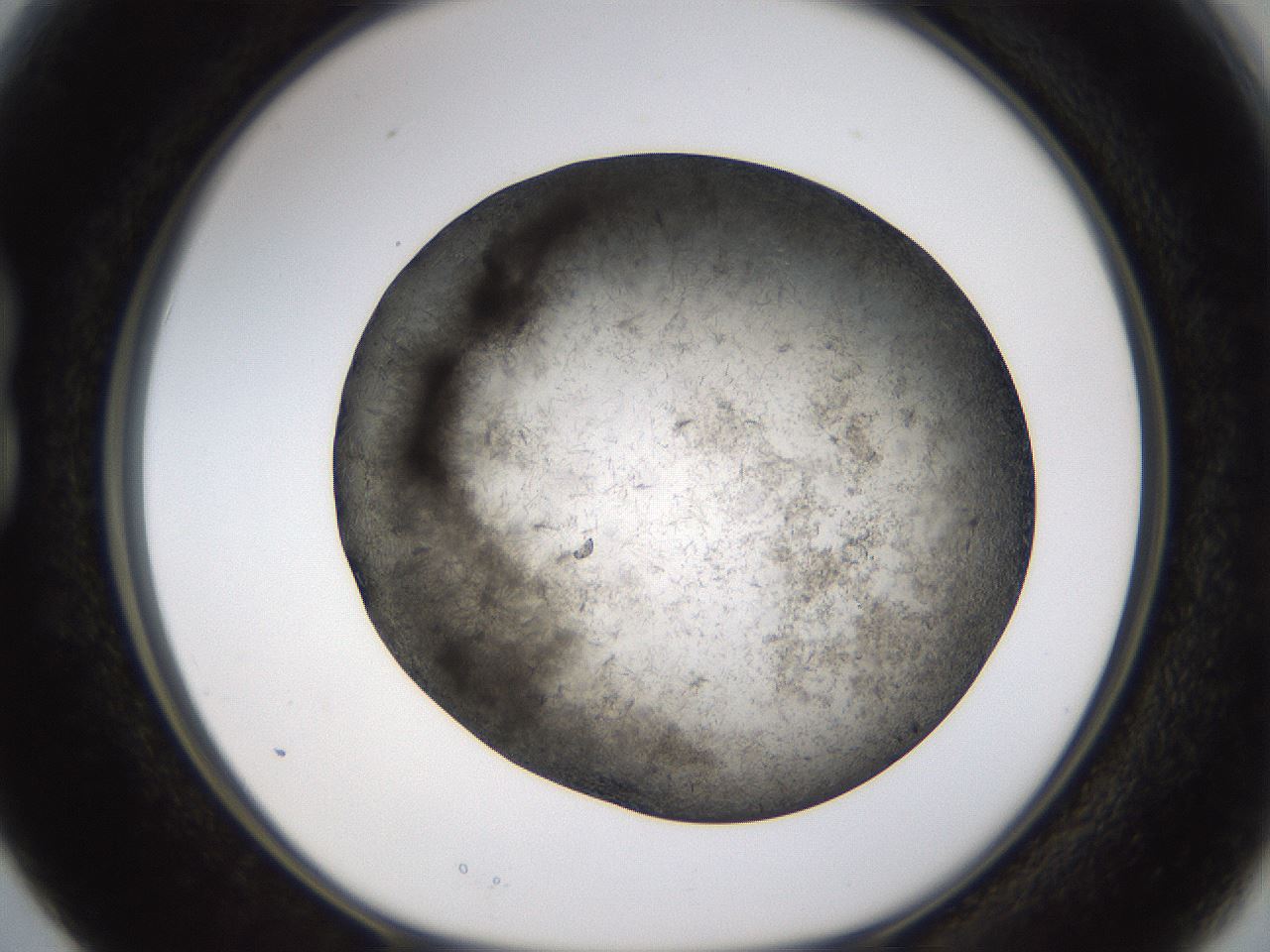 folderID362_plateID1362_batchID4722_wellNum15_profileID1_d1_r82302_ef.jpg